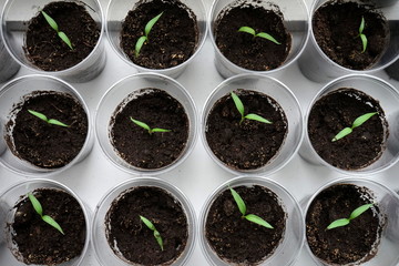 Growing young plants in cups at home in the spring