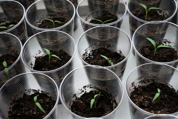 Growing young plants in cups at home in the spring