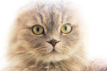 Beautiful cat close up. Cat looking at the camera