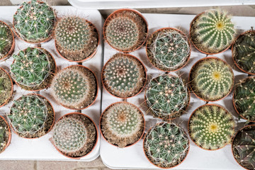 Pots of cacti in the store, top view