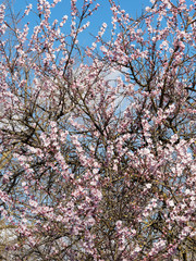 (Prunus dulcis) Mandelbaum mit aufrecht und horizontal äste garniert mit prächtigen frühlingrosa...