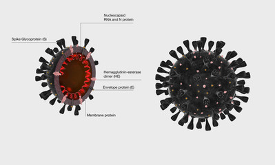 Coronavirus su fondo neutro con dettagli e indicazioni degli elementi che lo compongono, immagine 3D, illustrazione