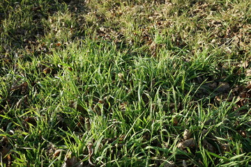 The first spring grass in the clearing