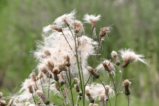Wolliger Fruchtstand der Ackerkratzdistel, Cirsium arvense