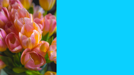 flowers tulips yellow and pink color