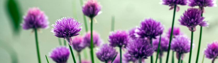 Beautiful panorama of chives (Allium schoenoprasum) in glorious pink flower - banner or header for designs, or for growing herbs. - obrazy, fototapety, plakaty