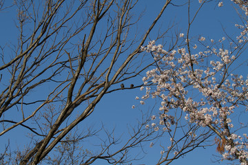 Obraz premium 桜の風景