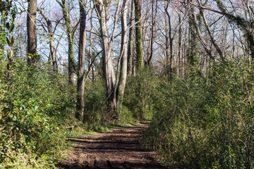 path in the forest Chesapeake Virginia