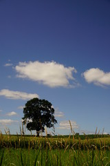 Landschaft mit Baum