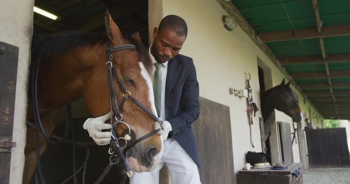 African American man putting bridle on the Dressage horse