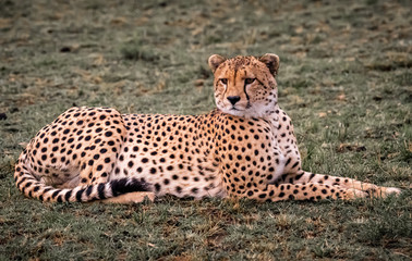 cheetah in grass