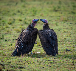 Vultures kissing 