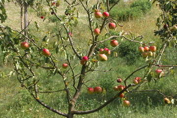 Rote kleine Äpfel am Baum, Malus sylvestris, Malus domestica
