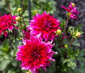Flower dahlia dekorative Babylon Paars  in the garden