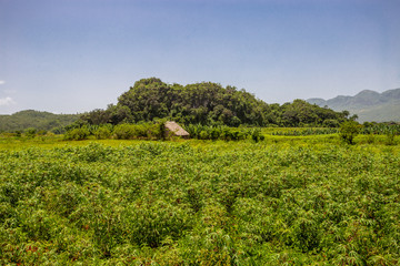 Fototapeta na wymiar Viñales, the valley of Cuba where the best tobacco in the world comes from