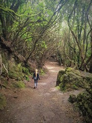 Obraz premium camino atravesando un bosque frondoso isleño