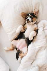 cute doggy is sleeping in white bed