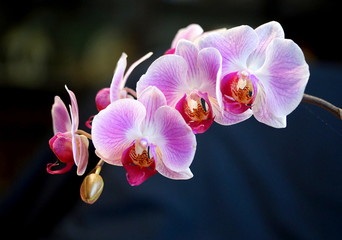 Fototapeta na wymiar orchid on black background