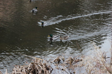 Ente auf dem Fluss in Gars am Kamp