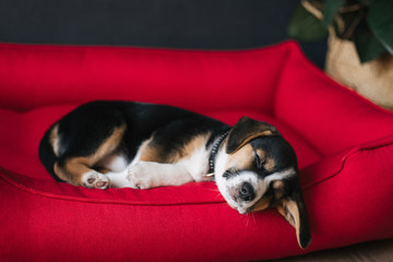 cute doggy is sleeping in dog's bed