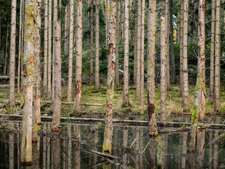 Spruce trees in a decaying forest standing in a pond, swamp condition, surrounded by moss