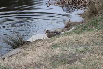 Liebe Enten am Fluss von Gars