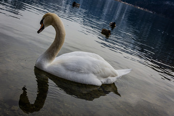 Schwan im Wasser