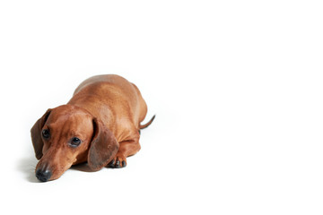 dachshund on a white background, horizontal orientation