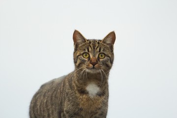 Fototapeta na wymiar Portrait einer hübschen jungen Katze vor hellem Hintergrund, Felis silvestris catus