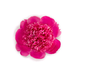 Flower pink peony on a white background. Top view, flat lay