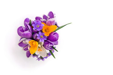 Bouquet of violet, yellow, white crocuses  and flowers hepatica ( liverleaf or liverwort ) on a white background with space for text. Top view, flat lay. Spring decoration