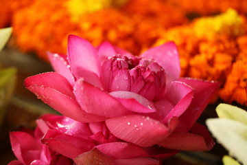 flower petals in garden  Sri Lanka