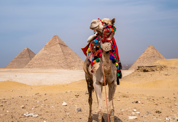 Camel in front the the Great Pyramids in Egypt