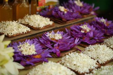 Fototapeta na wymiar flower petals in garden Sri Lanka