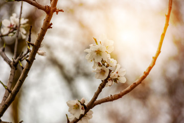 Spring Background with White Almond Flowers. Beautiful Natural Scene with Flowered Tree and Blurred Sunlight. Close Up of Almond Flowers on Blurred Background at Sunset or Sunrise
