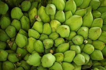 flower petals in garden  Sri Lanka