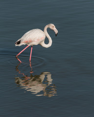 A flamingo (Phoenicopterus ruber) walking in the water