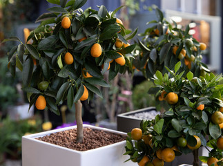 Decorative small fruit-bearing trees of kumquat or Citrus japonica plant from the Rutaceae family at the greek garden shop in February. © VictoriaKurylo