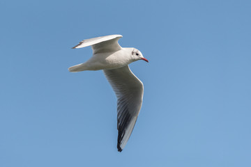 A black headed gull with winter plumage in flight