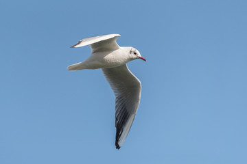 Fototapeta na wymiar A black headed gull with winter plumage in flight