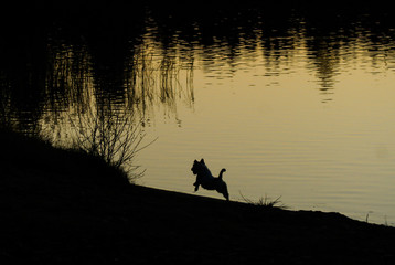 Obraz na płótnie Canvas Silhouette of a dog running