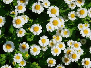 Blooming garden daisies on a bright Sunny day, top view.