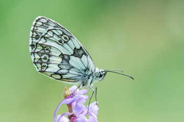 Marbled white butterfly  (Melanargia galathea)