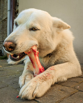 Perro blanco comiendo hueso