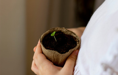 Child holds in his hands a peat pot with seedlings. Spring planting. Young plant in a pot.
