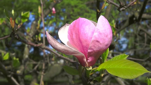 Magnolia trees with flowers in blossom.