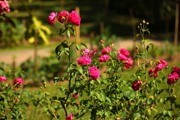 flower petals in garden  Sri Lanka