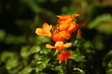 flower petals in garden  Sri Lanka