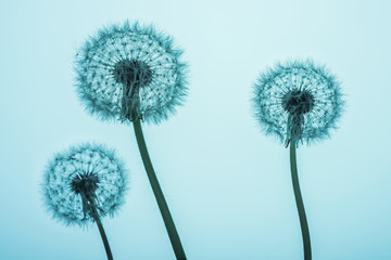 Dandelion flowers silhouettes on blue background. Minimal spring concept