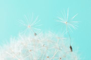 Dandelion seeds of dandelion flower on blue background. close up. Spring concept. macro shot